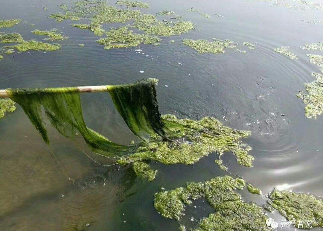 夏季池塘螃蟹与青苔的管理