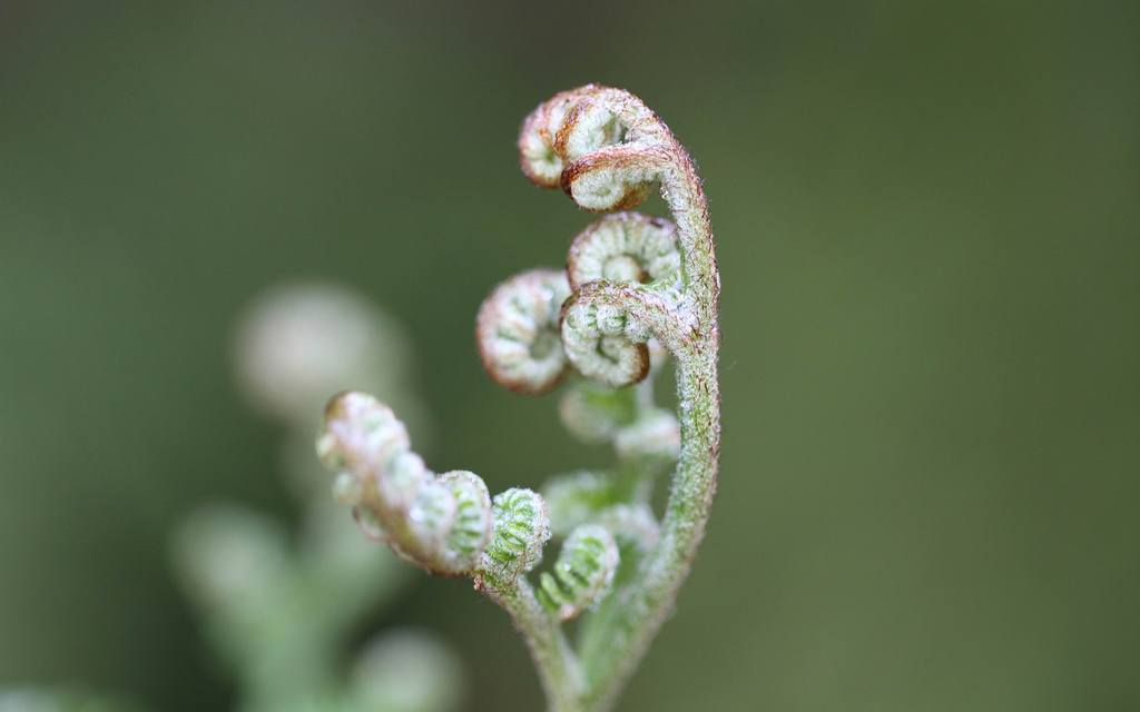 花叶边缘，自然之美与人文情怀的交融