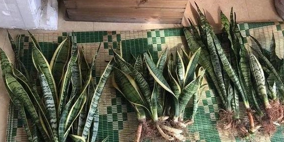 虎皮兰移栽全攻略，从准备到养护，轻松上手！