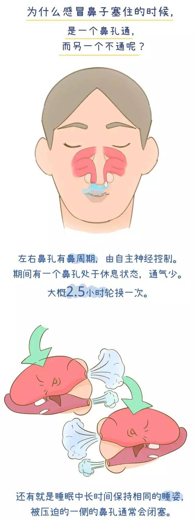 鼻子堵塞的原因及其影响，深度解析