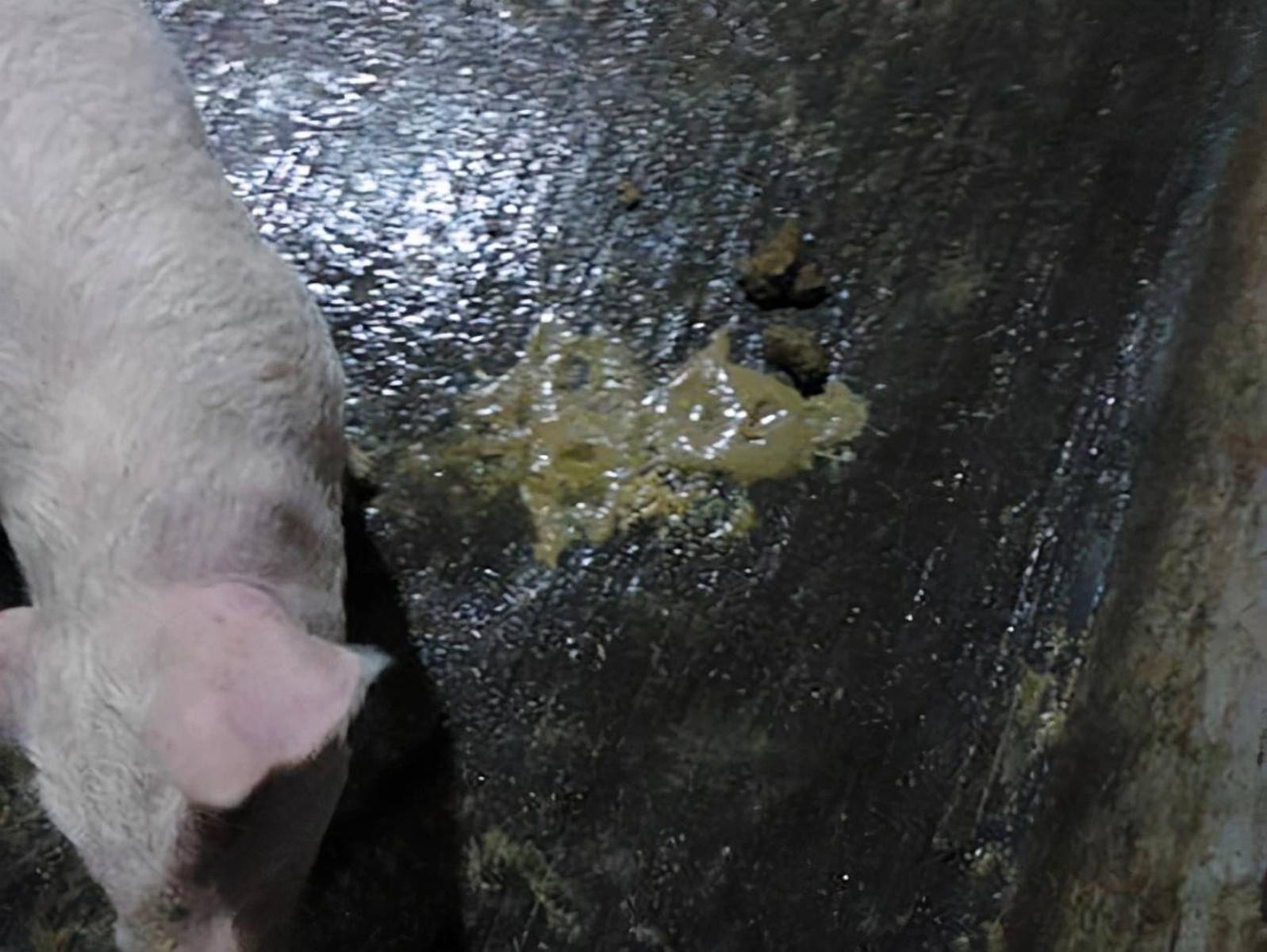 猪拉稀种类颜色及其识别与处理