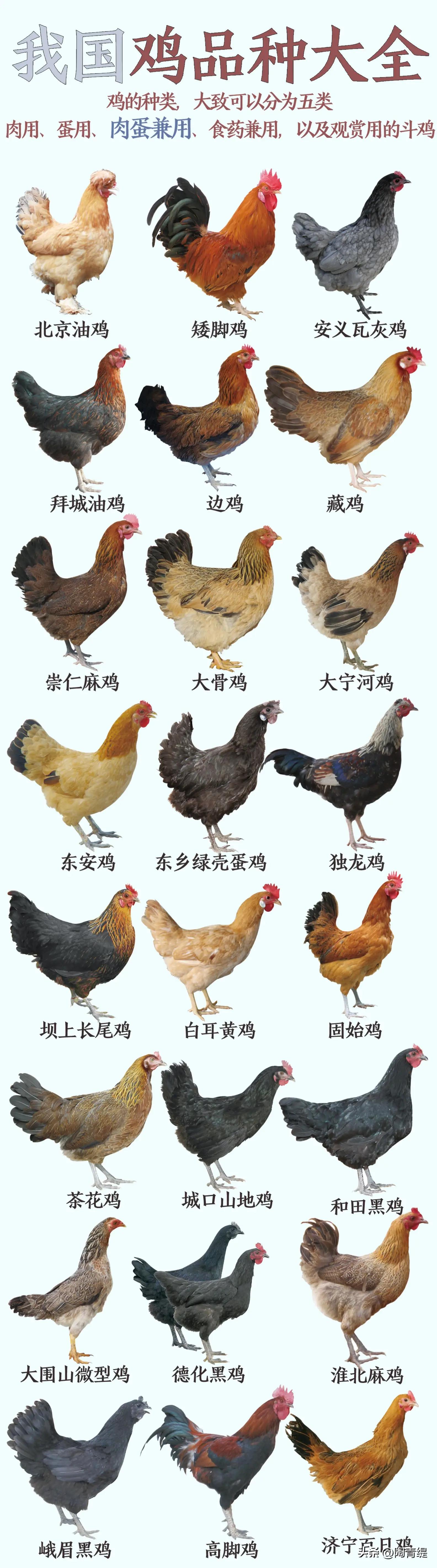 中国鸡的种类大全