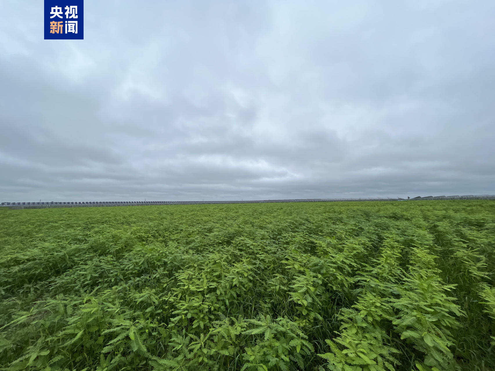 饲草种类及其特点，深入了解与应用