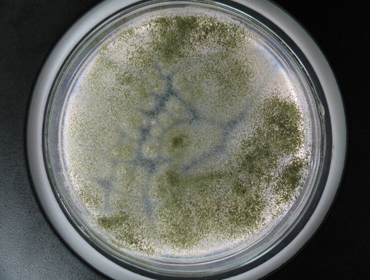 霉菌种类，多样性与重要性