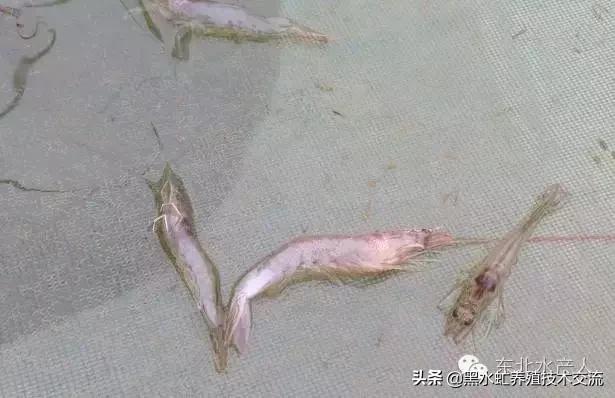南通养虾大棚转让，商机无限，共创未来