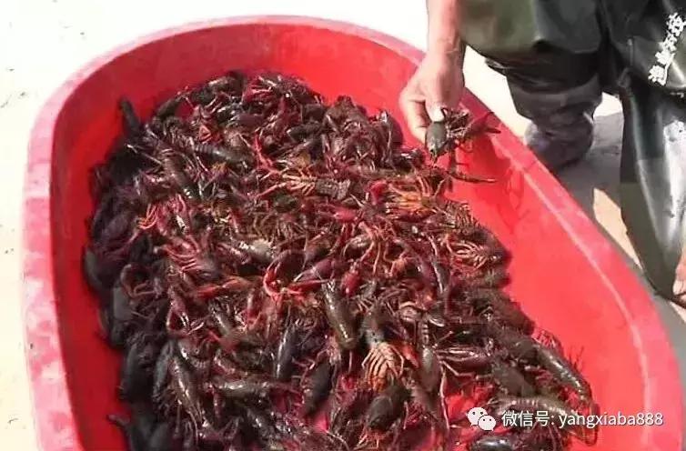 大棚养虾水多深，技术深度与管理策略