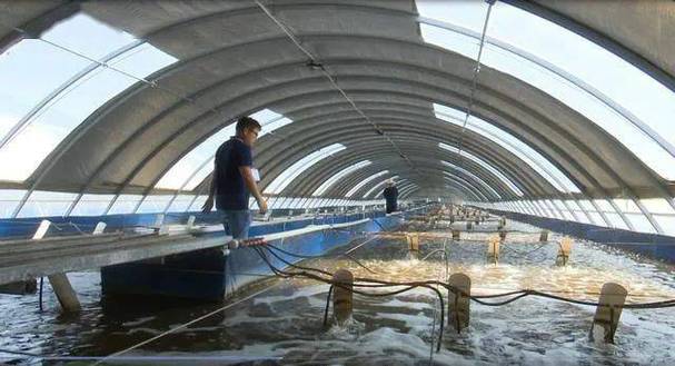 大棚恒温水产养殖，现代水产养殖新模式