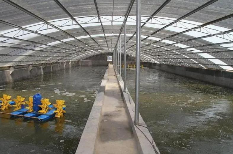 高位池养虾大棚设计图，构建高效养殖体系的关键要素