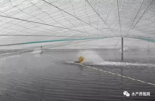 大棚水产养殖水体缺氧的挑战与应对策略