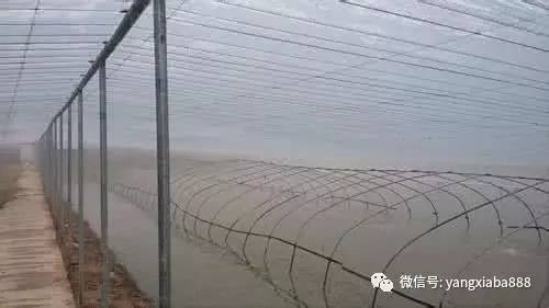 大棚养虾的技巧