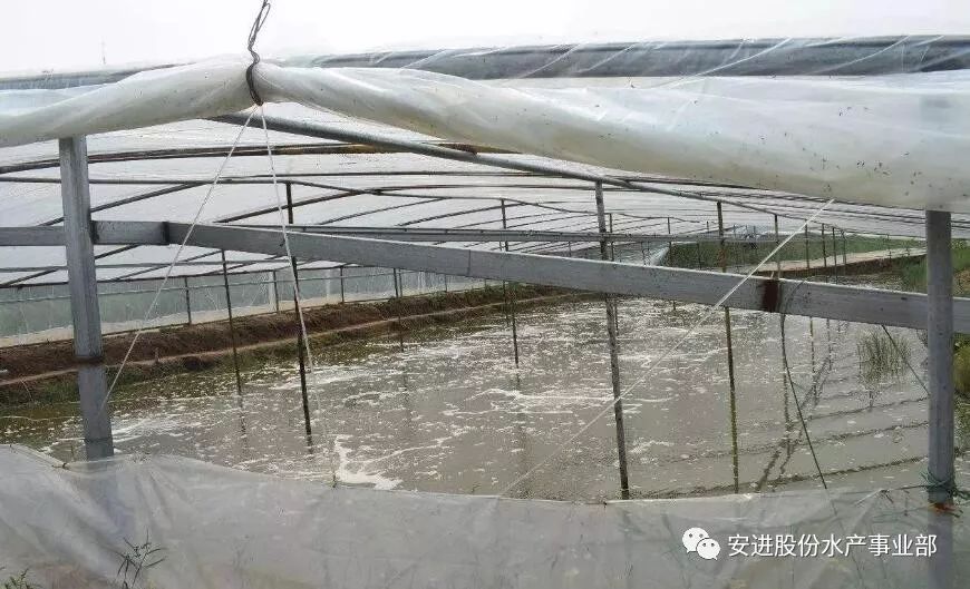 河南大棚养殖大虾，探索与发现
