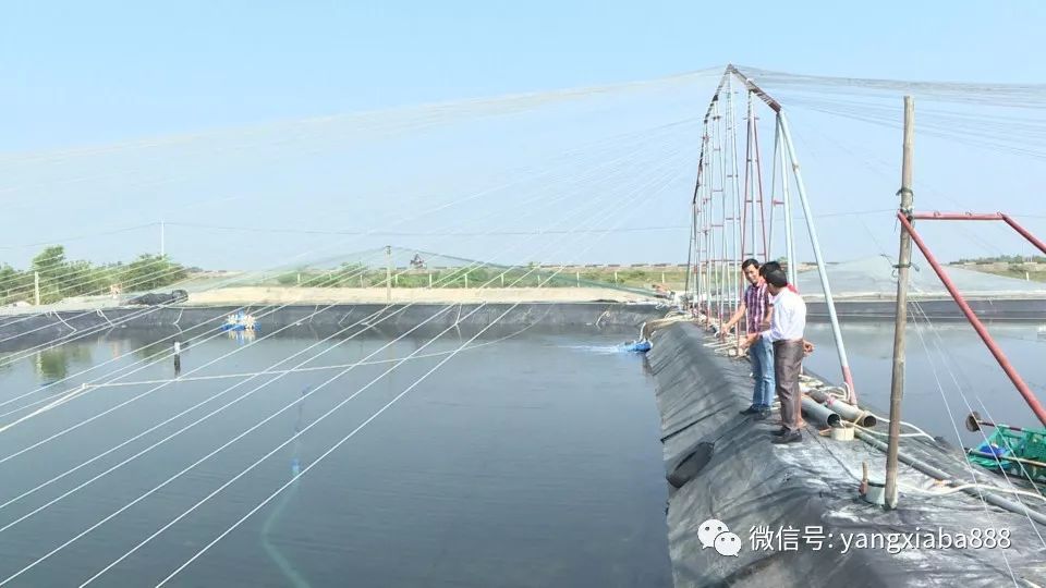 山东跑道养虾大棚，创新养殖模式的探索与实践
