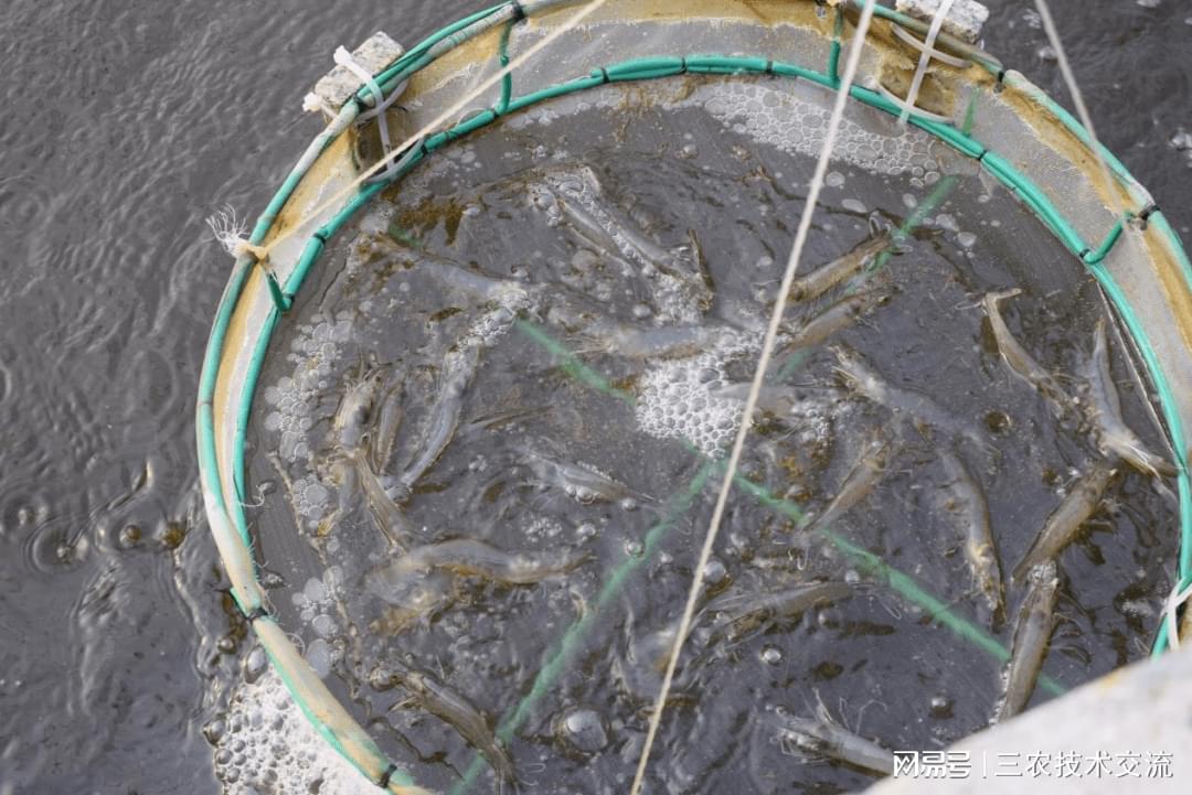 大棚水桶养殖南美虾，创新养殖模式与技术探索