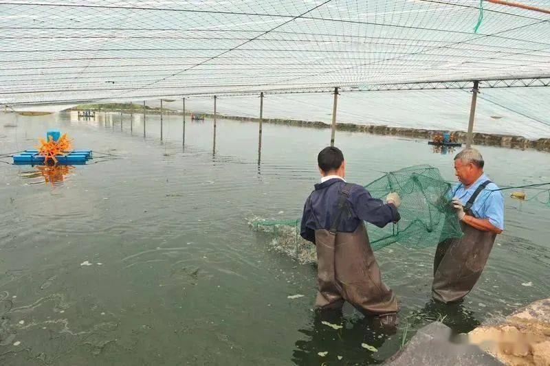 大棚喂虾，现代养殖业的创新实践