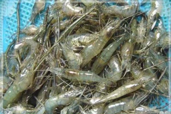 大棚养沼虾高产技术与管理策略