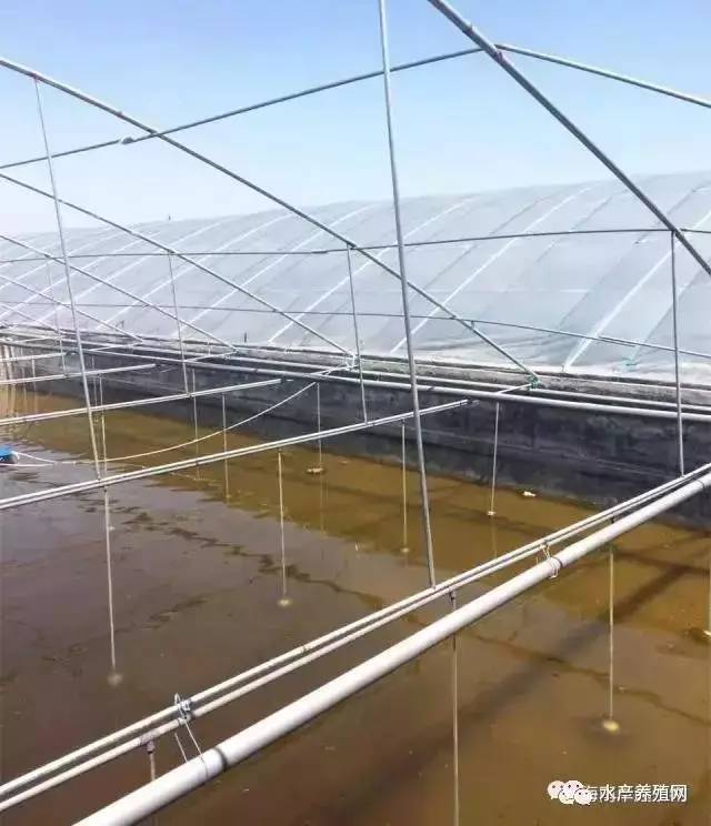 北方大棚养南美白对虾，一种创新养殖模式的探索与实践