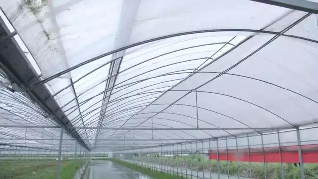 农村大棚养殖鱼的崛起与前景展望