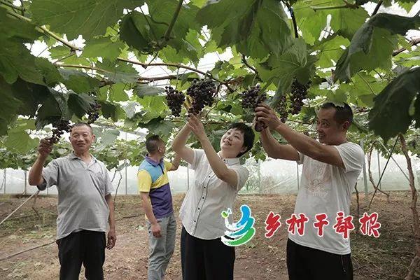 冬季大棚养螃蟹，一种创新养殖模式的探索
