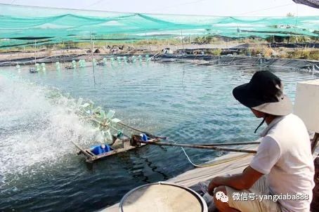 山东大棚养虾新模式，革新传统养殖，推动产业进步