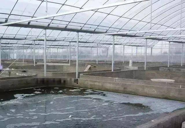 大棚养殖青虾设备，技术革新与智能化应用