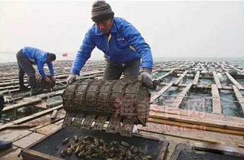大棚海参养殖产地，探索与发现