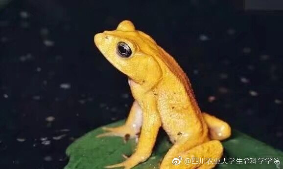 黄金蛤蟆，神秘生物的象征与启示
