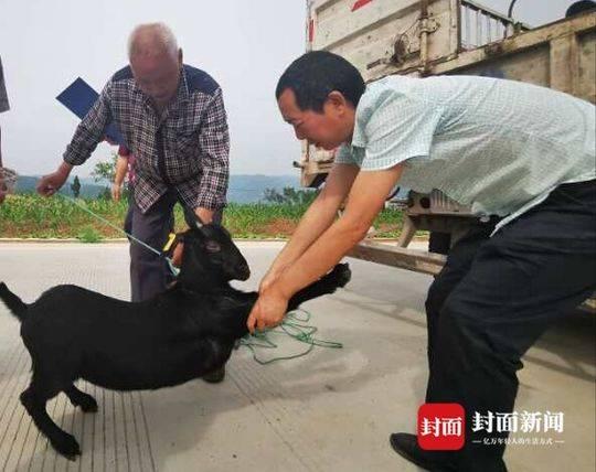 羊图案商标，品牌标识中的独特魅力与象征意义