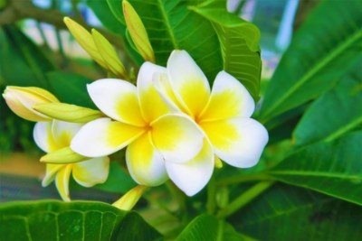 喝鸡蛋花的好处，探索鸡蛋花对人体健康的积极影响