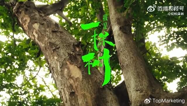 老品种皂荚树，历史的见证与自然之韵