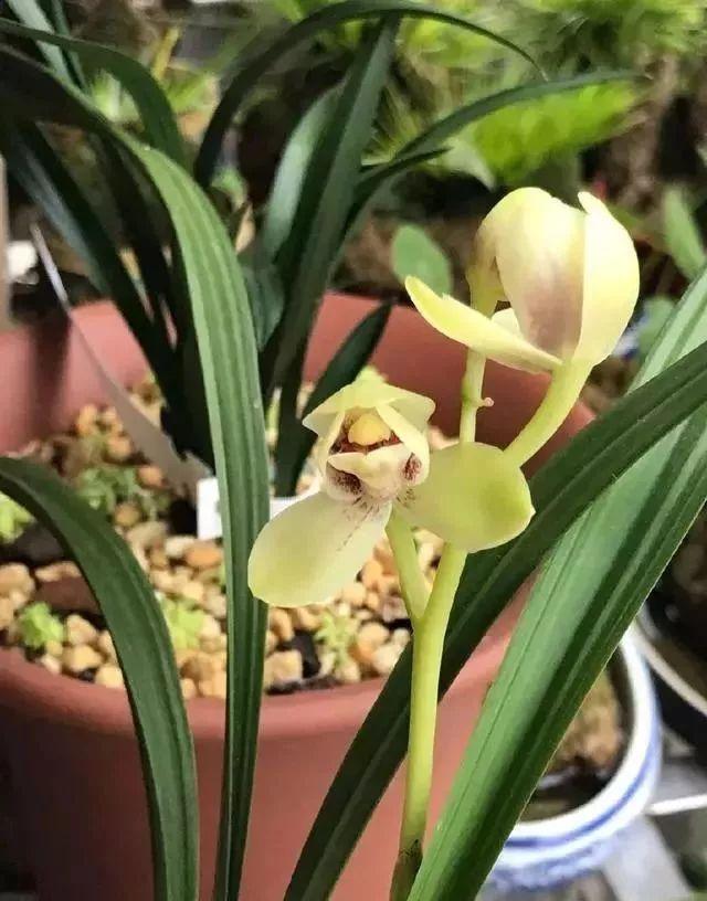 大疆遥控器天线折断，应对与预防策略