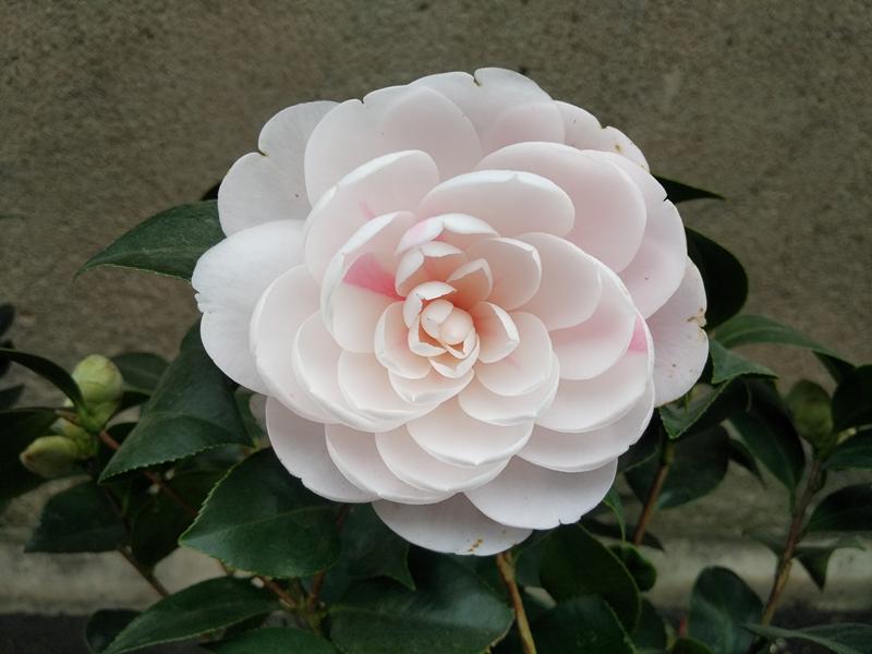 香茶花的品种及其独特魅力