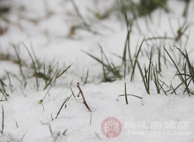杨树品种介绍，多样性与特点