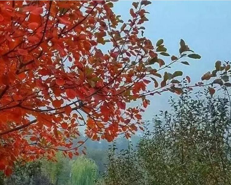 河北品种月季，绽放的美丽与独特魅力