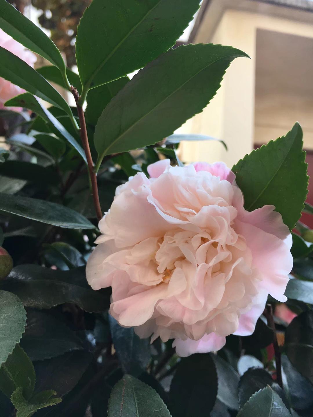国外进口茶花品种介绍