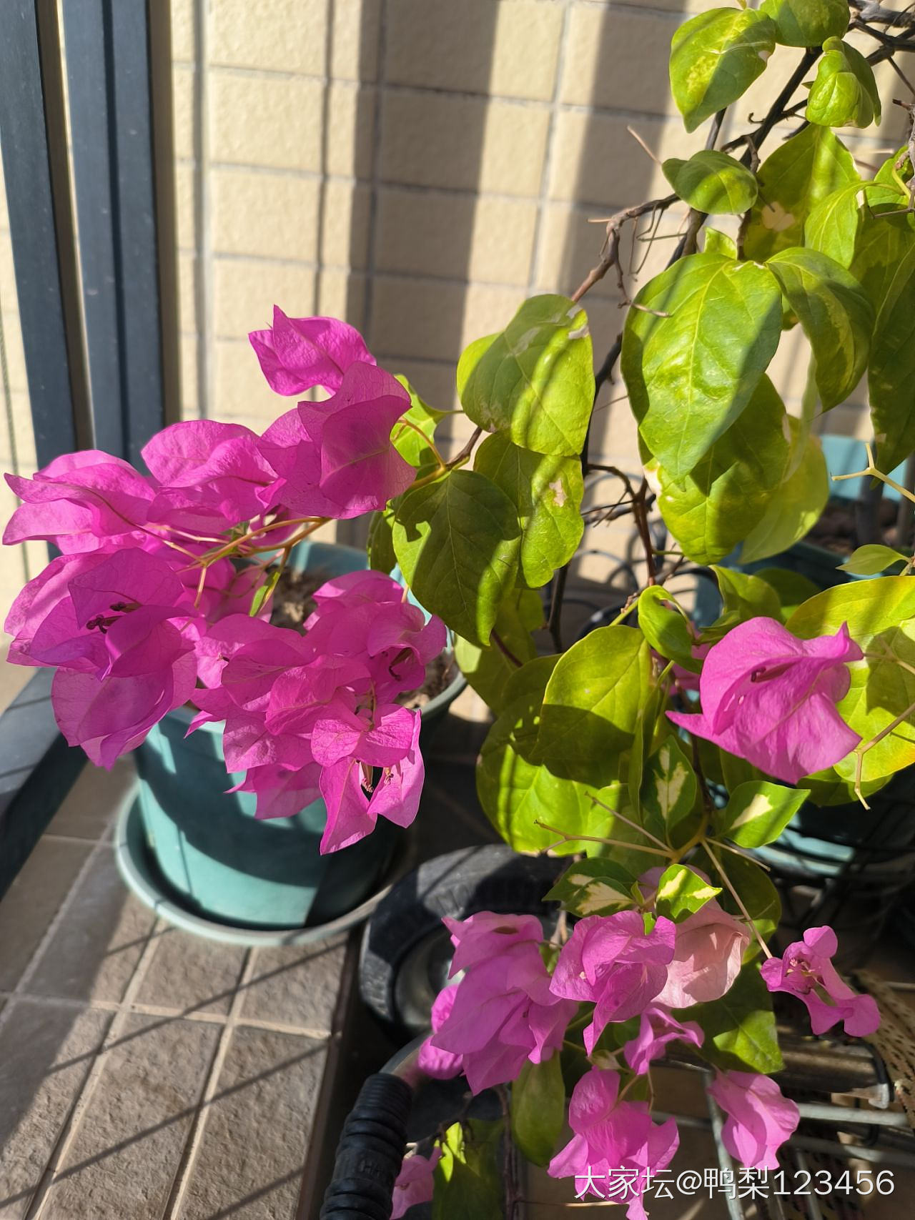 三角梅申请植物品种权的价值与意义