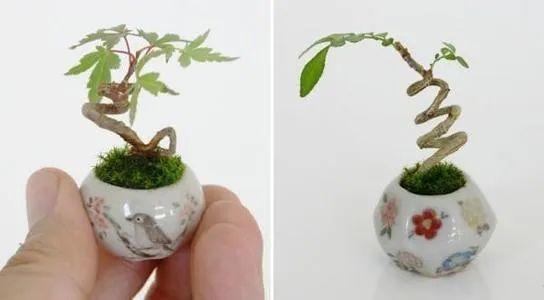 杨树最新品种，探索与未来展望