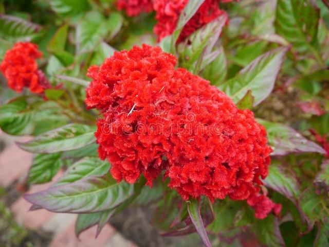 鸡冠花，品种繁多，色彩绚丽