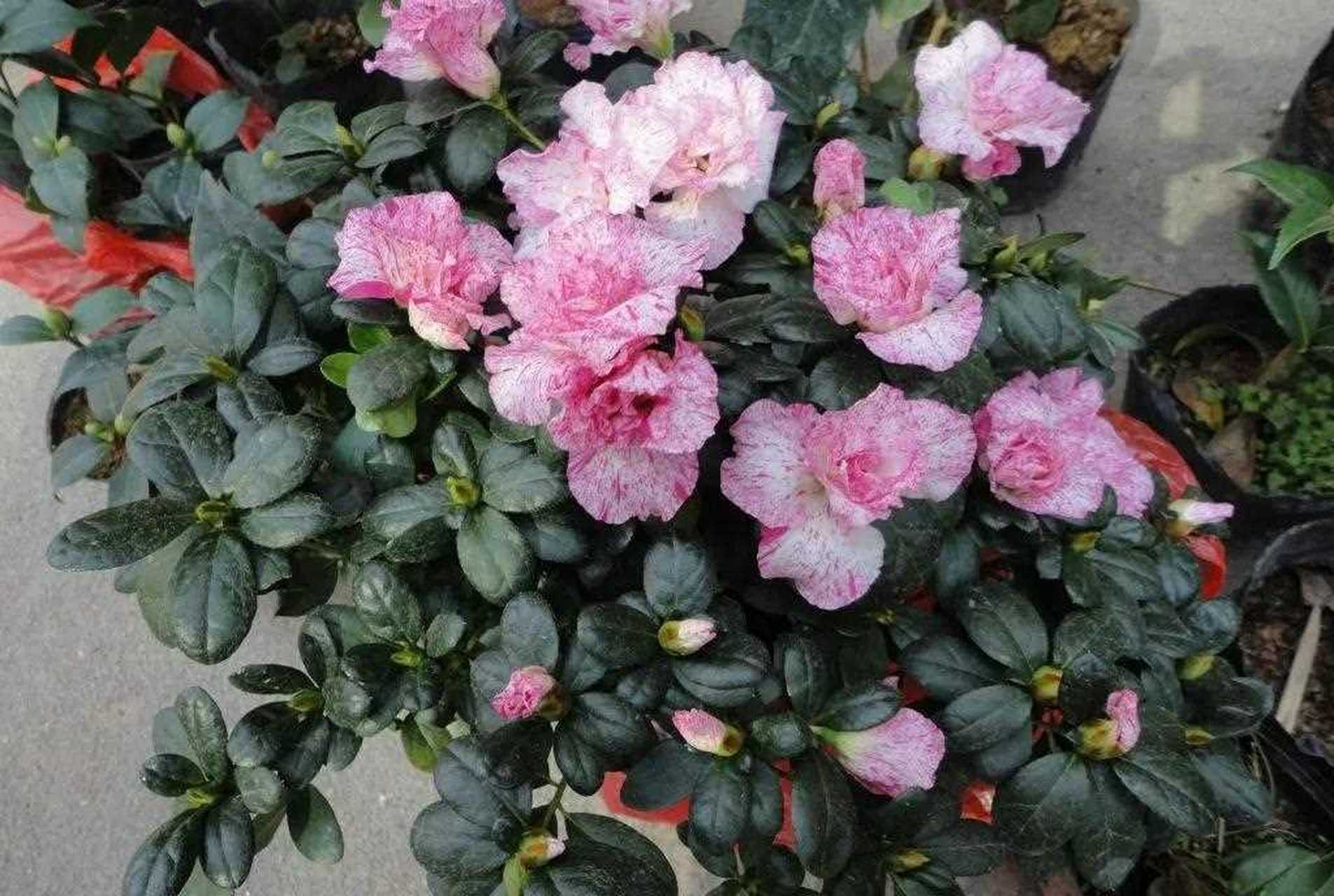 单瓣西洋杜鹃品种，绽放的美丽与独特魅力