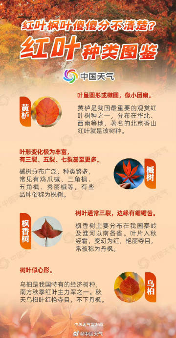 观赏树品种鸡爪槭价格及其市场趋势分析