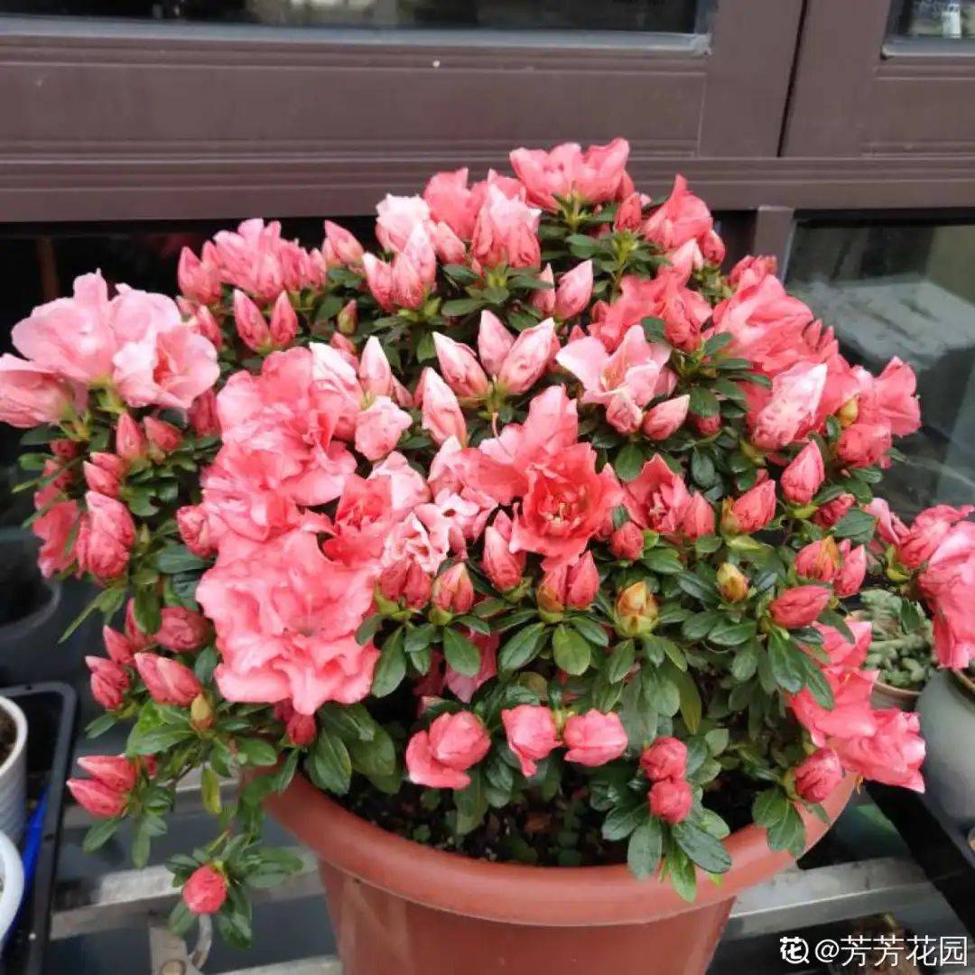 西洋杜鹃的品种繁多及其独特魅力