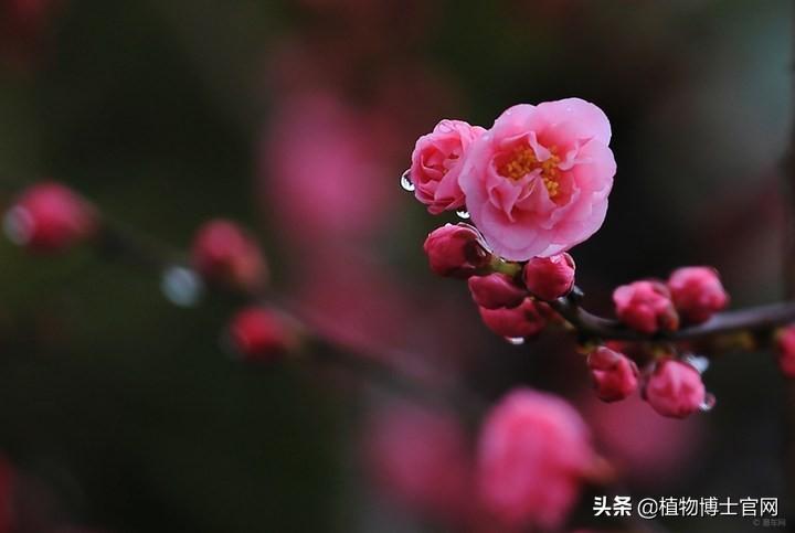 红梅品种识别，从细节中探寻差异之美