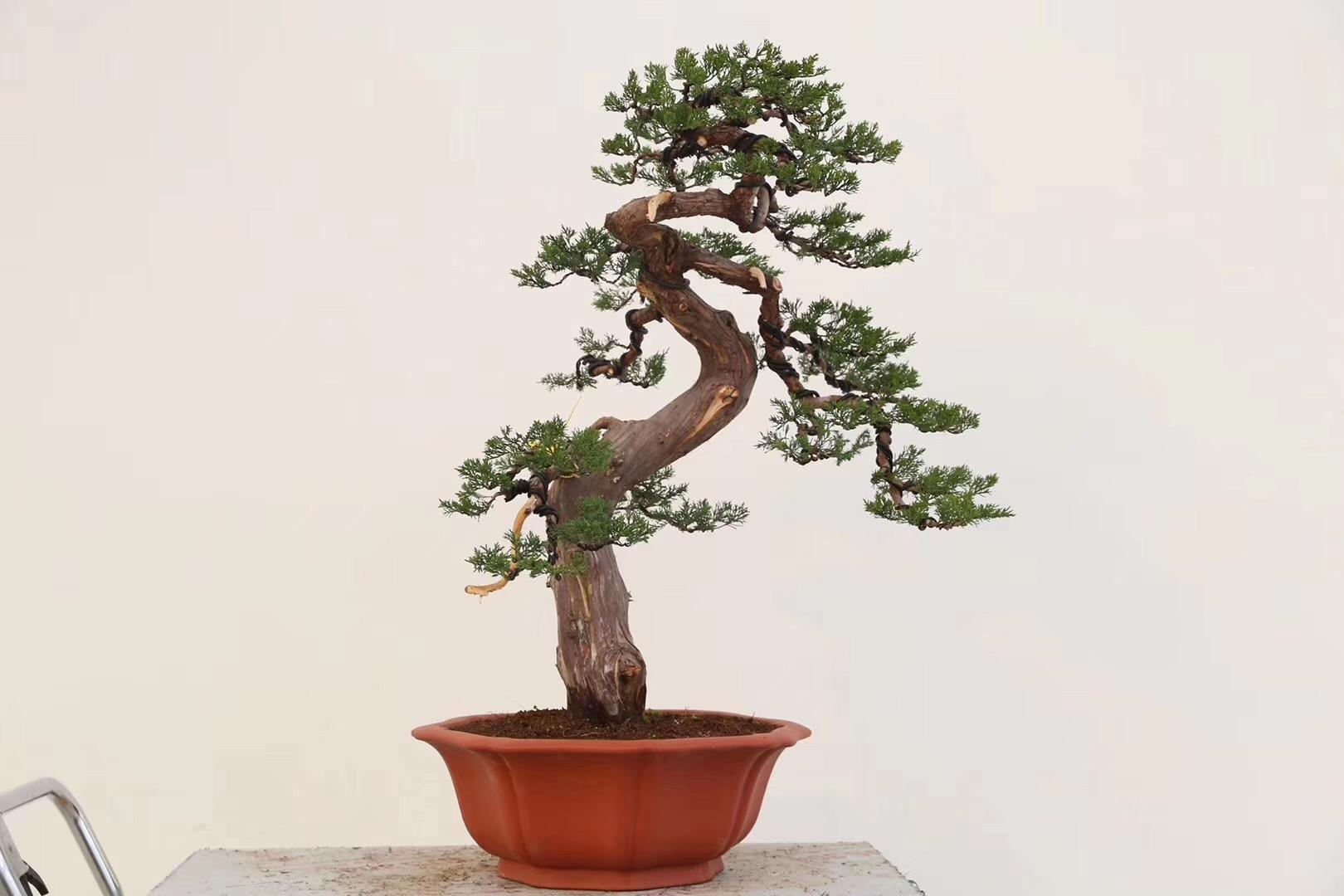 刺柏的品种及其特点