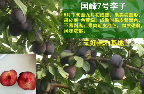 好李子品种的种类及其特点