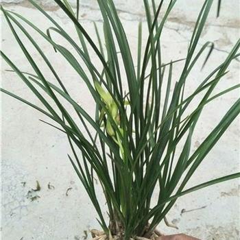 细叶兰花的品种及其独特魅力