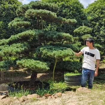 园林五针松品种，探索与赏析