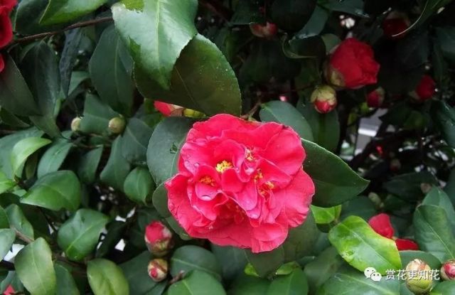 最新茶花品种，探索与欣赏
