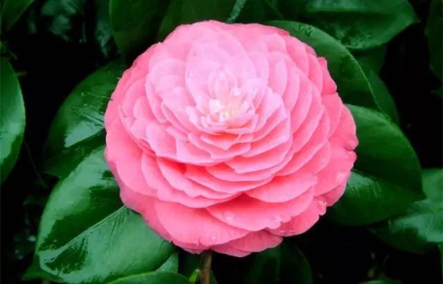 茶花品种鉴赏