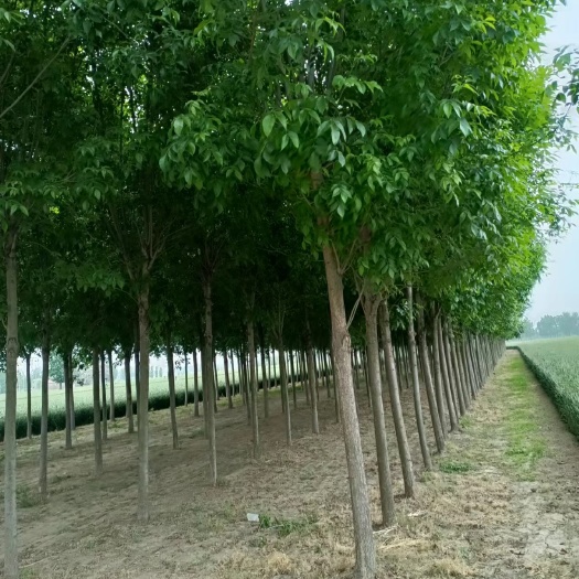 河南有白蜡树品种吗？——探寻中原白蜡树的踪迹