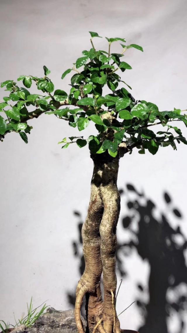 小叶女贞品种，深度解析其特点与应用