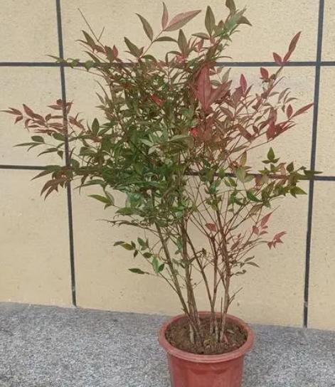 矮红叶的品种解析，一种独特的植物魅力